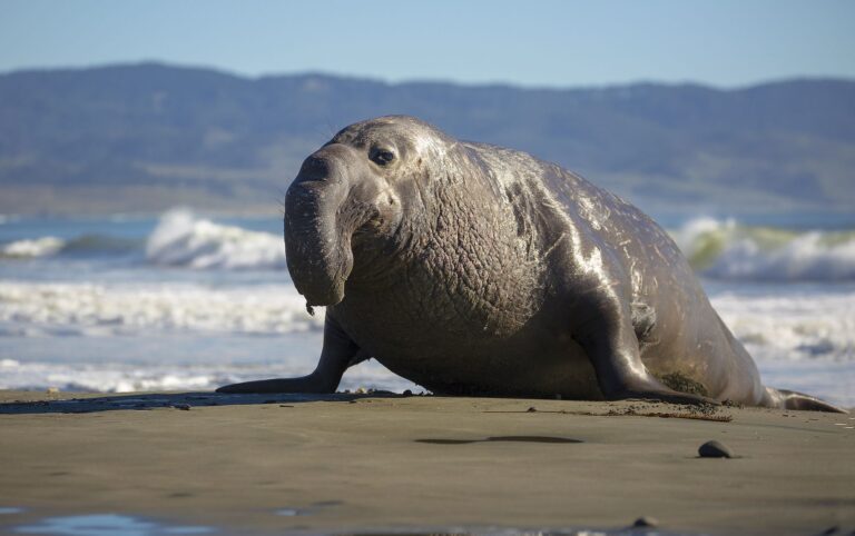 Viral fame risks for Tasmania’s Neil the seal and fans
