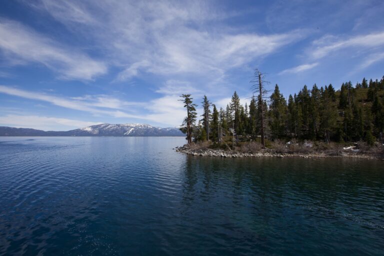 Summer surge in bear encounters at Lake Tahoe draws over 200 calls
