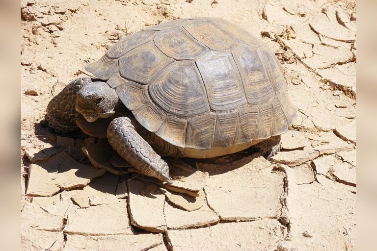 PBS Special on Mojave Desert Tortoise Aims to Hold Summer Audience