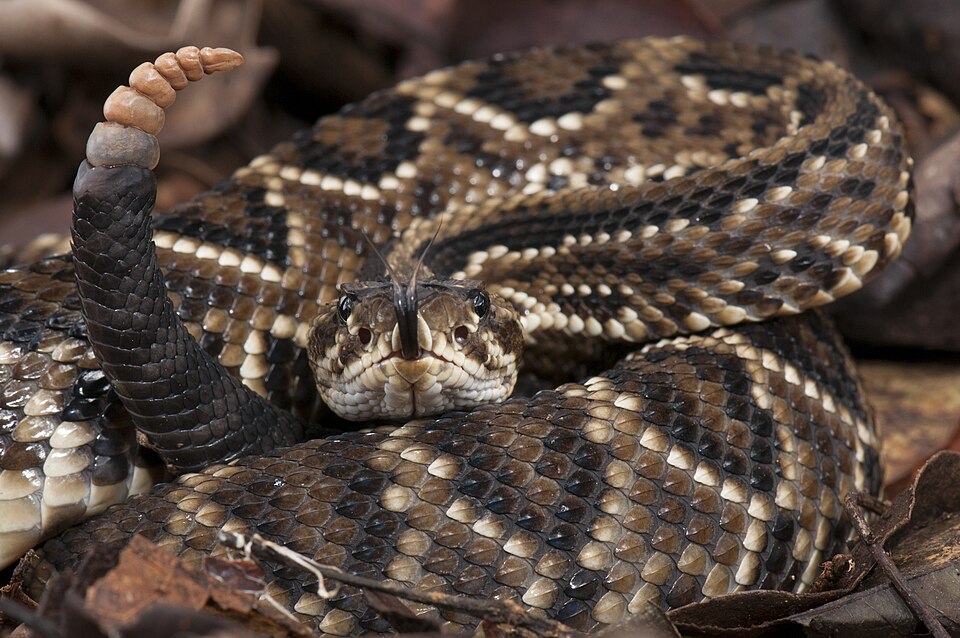 Rattlesnake