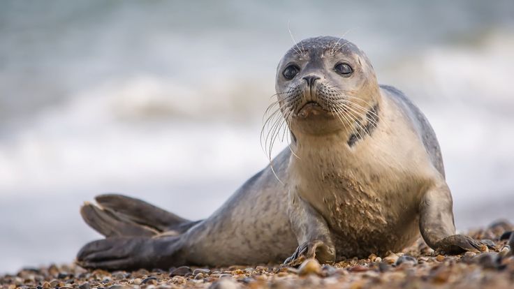Neil’s popularity threatens both seal and humans, experts warn