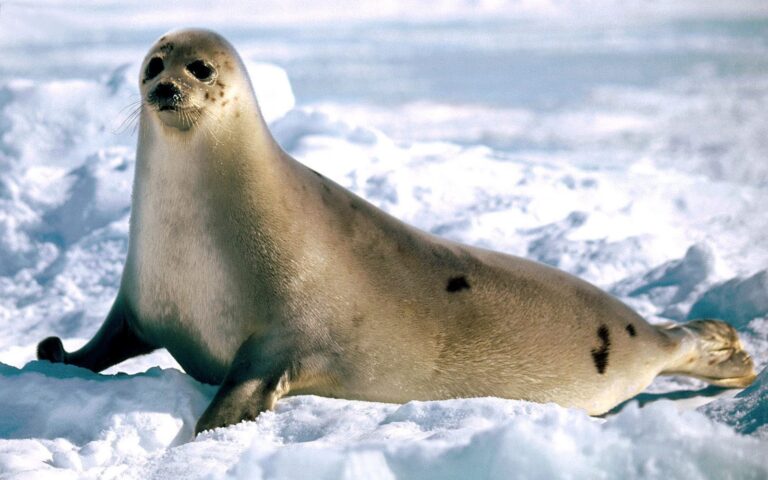 Five-Year-Old, One-Tonne Elephant Seal Neil Damages Cars and Fences in Tasmania