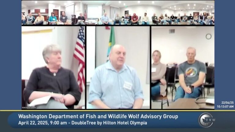 What’s the Wisconsin wolf population? DNR issues latest estimate.