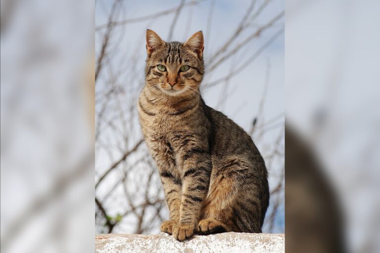 New Research Reveals How Cats’ Purring Promotes Healing and Communication