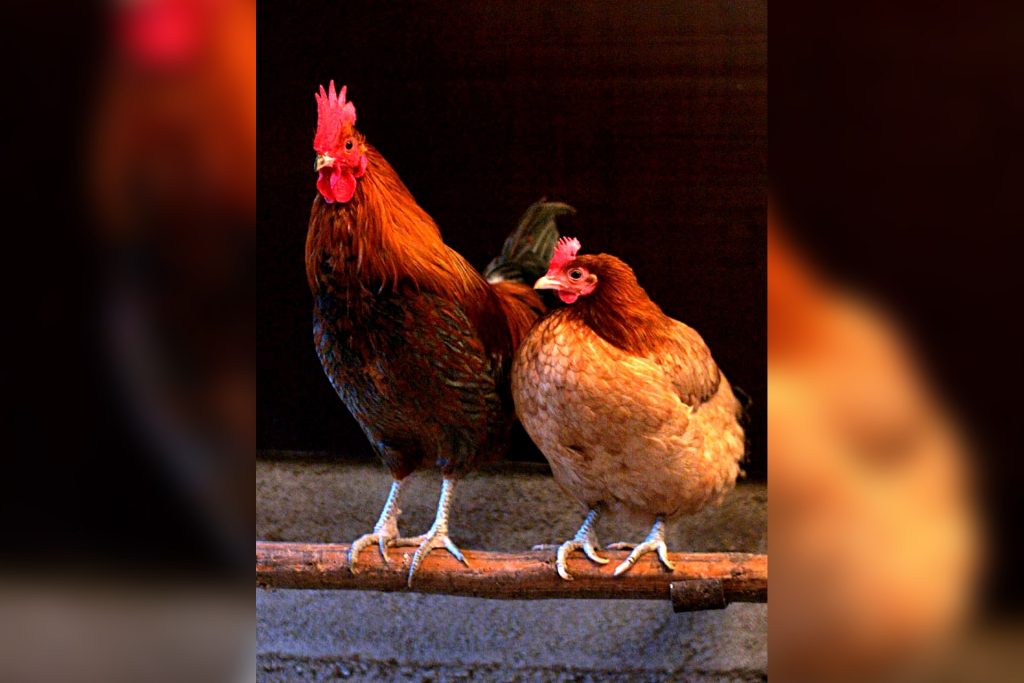 Chickens