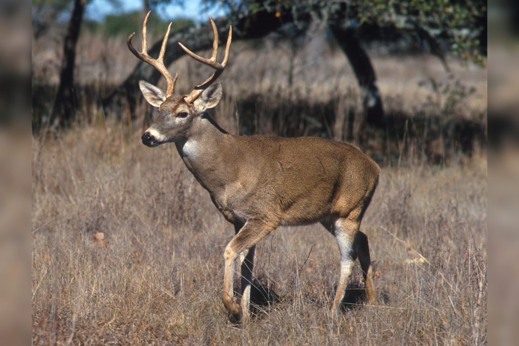 Deer Eating Garden Plants Suburban Deer Toxic Plants Co