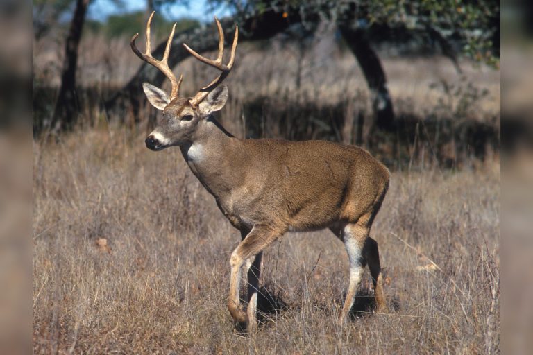 Companion article explores common garden plants posing poisoning risks to deer.