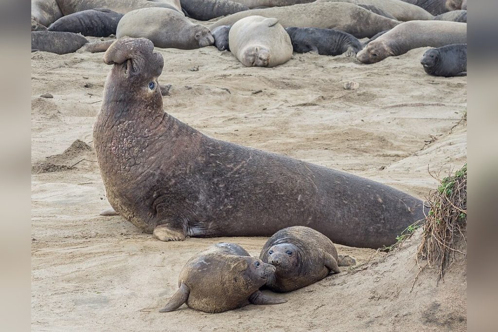 Elephant Seal