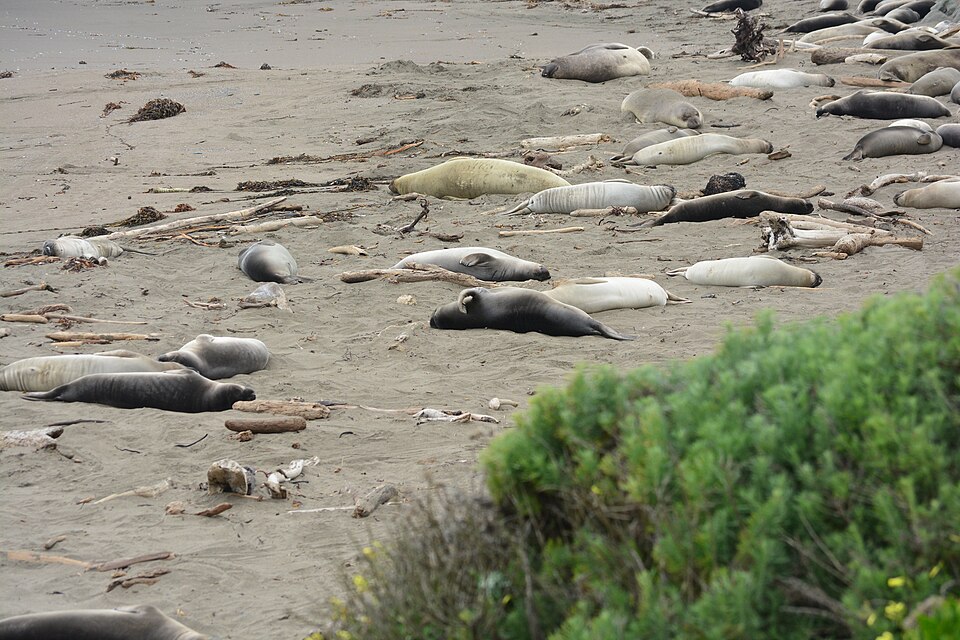 Elephant Seal On A Beach
