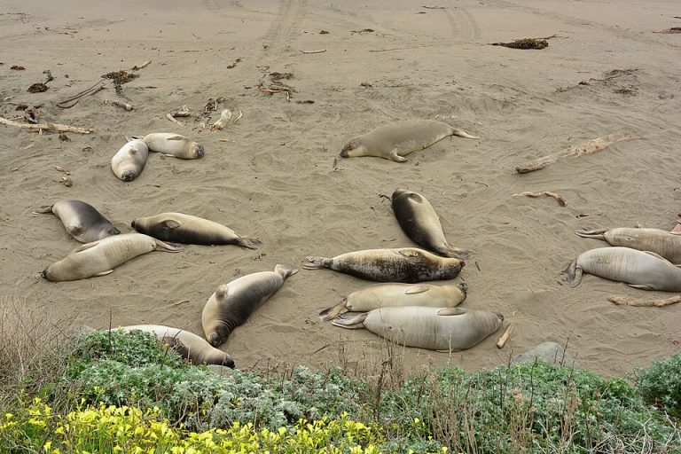 Tasmanian officials warn fans to stay back from massive seal Neil