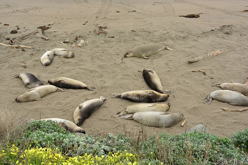 Elephant Seal On Beach