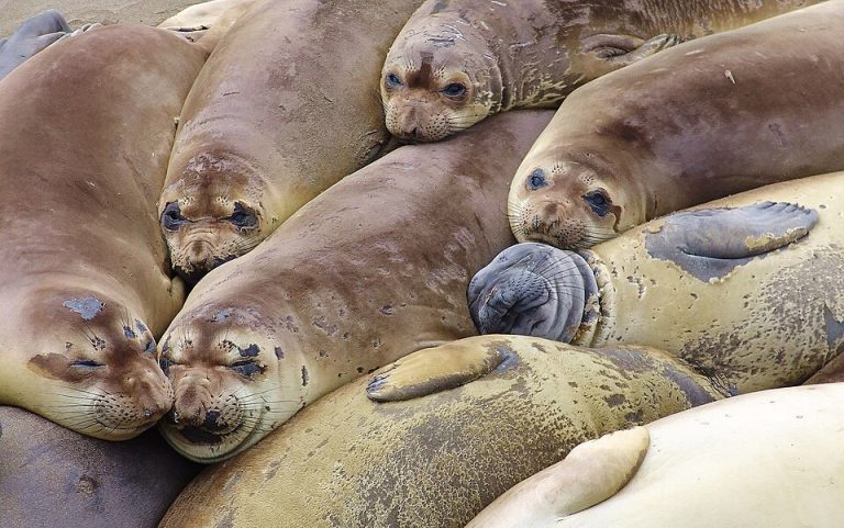 Elephant Seal Neil Amasses 1.4 Million TikTok Followers, Outpacing Tasmania’s Population