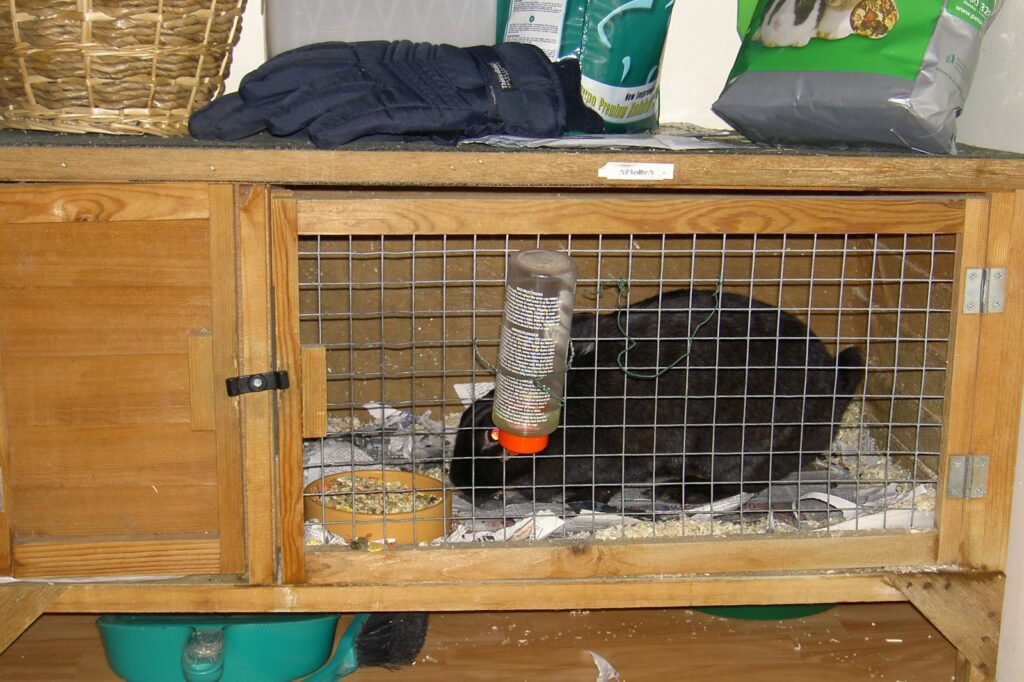 Expert Advice on Rabbit Hutch Design to Prevent Stereotypic Behaviors