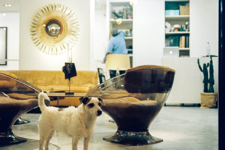 Inside the Business Model of Luxury Pet Resorts and High-End Canine Care