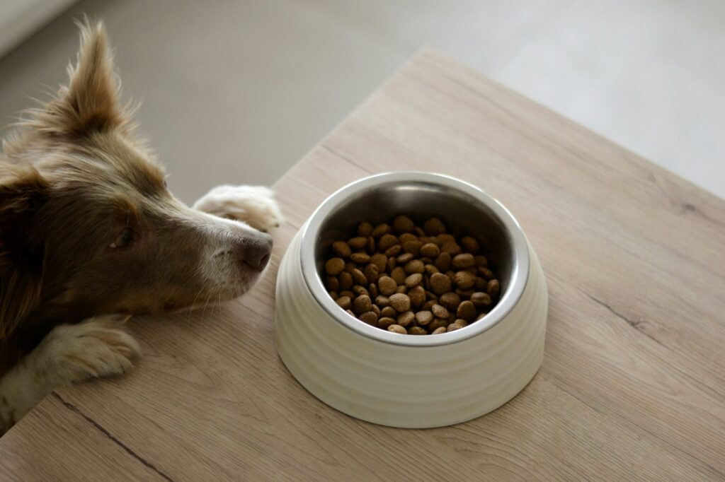 Science-Backed Methods to Stop Resource Guarding and Inter-Dog Aggression