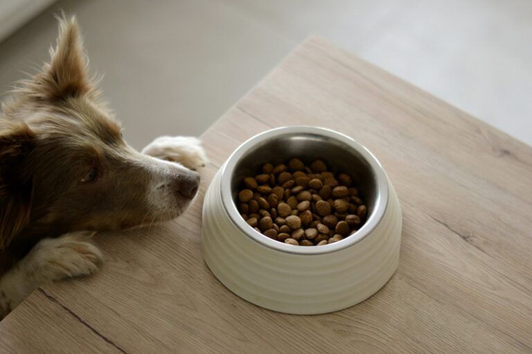 Science-Backed Methods to Stop Resource Guarding and Inter-Dog Aggression