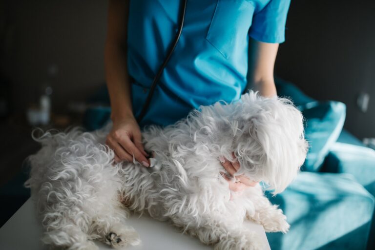 How Veterinary Medicine Experts Help Owners Filter Dangerous Online Pet Advice