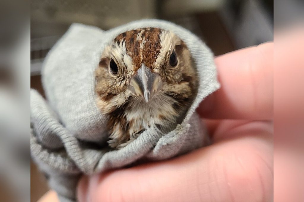 International Bird Rescue Volunteer With Bird