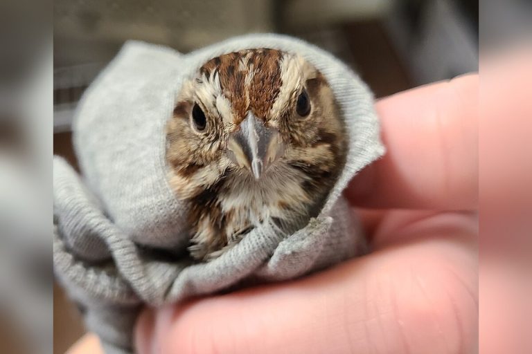 Wildlife Experts Advise Pausing Before Assisting Seemingly Injured Birds