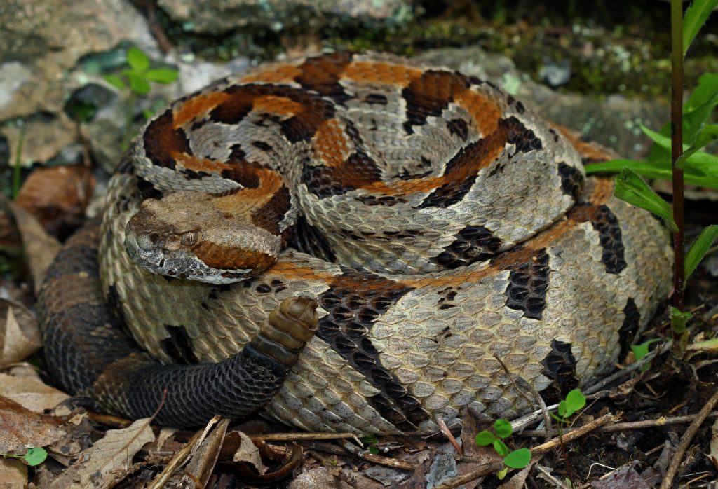 Possible Rattlesnake