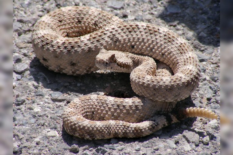 Possible Rattlesnake Sighting Investigated