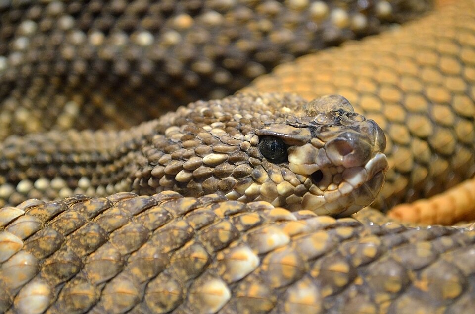 Rattlesnake