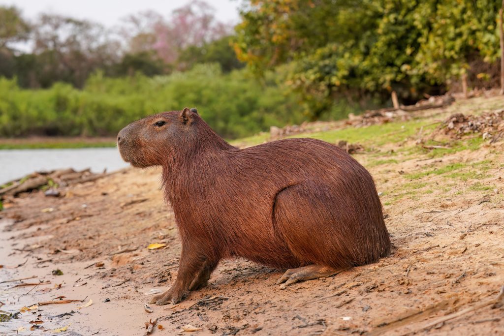 Wild Capybara Pet In South American Rainforest Exotic P