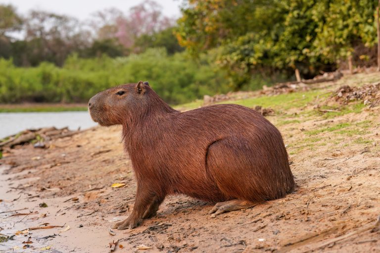 Capybara Uno’s Wild Origins Highlight Rising Exotic Pet Demand